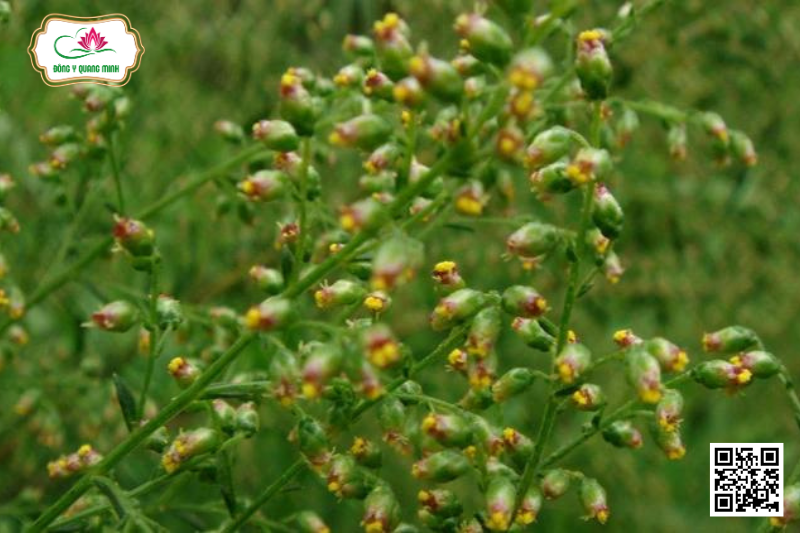 Ngải Nhật - Artemisia Japonica Thunb