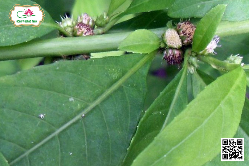 Nọc Xoài - Struchium Sparganophorum (L.) Kuntze