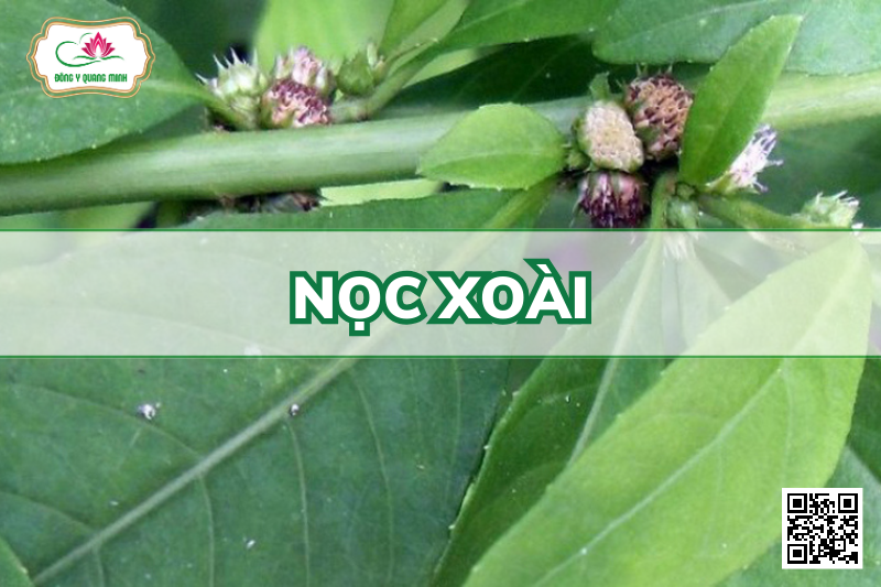 Nọc Xoài - Struchium Sparganophorum (L.) Kuntze