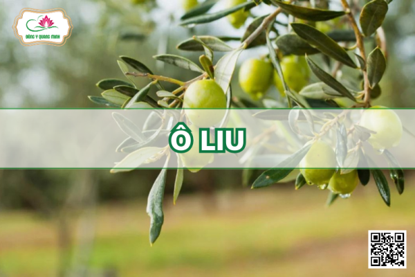 Ô Liu - Olea Europea L