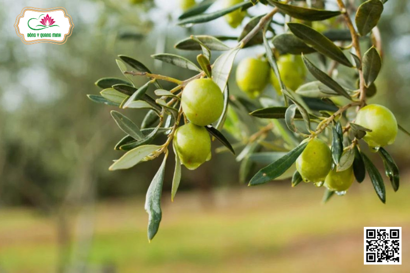 Ô Liu - Olea Europea L