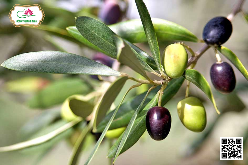 Ô Liu - Olea Europea L