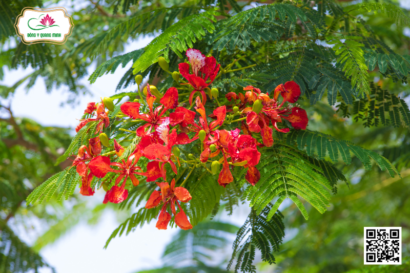 Phượng Vĩ - Delonix Regia (Bojer Ex Hook.) Raf