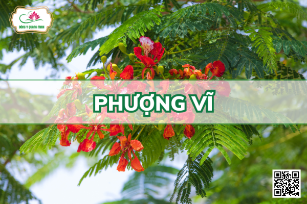 Phượng Vĩ - Delonix Regia (Bojer Ex Hook.) Raf