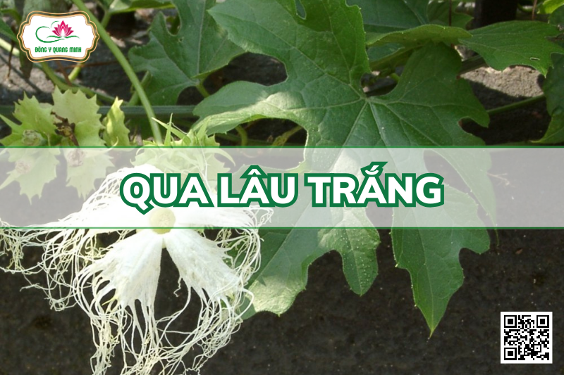 Qua Lâu Trắng - Trichosanthes Cucumerina L