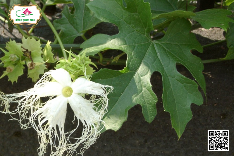 Qua Lâu Trắng - Trichosanthes Cucumerina L