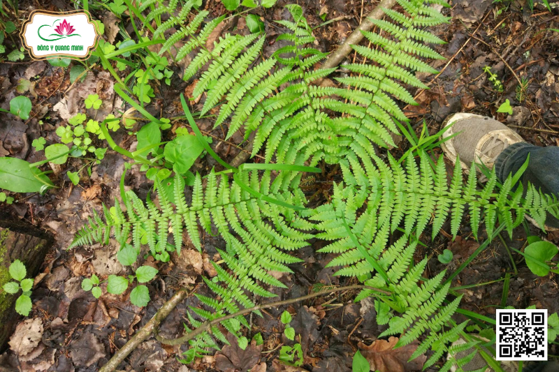 Ráng Cánh Bần - Dryopteris Filix-Mas (L.) Schott