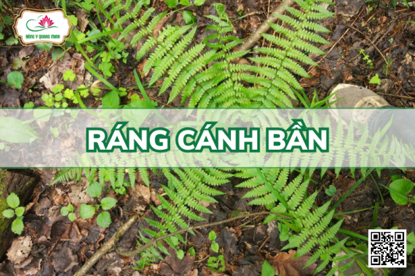 Ráng Cánh Bần - Dryopteris Filix-Mas (L.) Schott