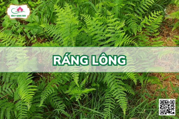 Ráng Lông - Pteridium Aquilinum (L.) Kuhn