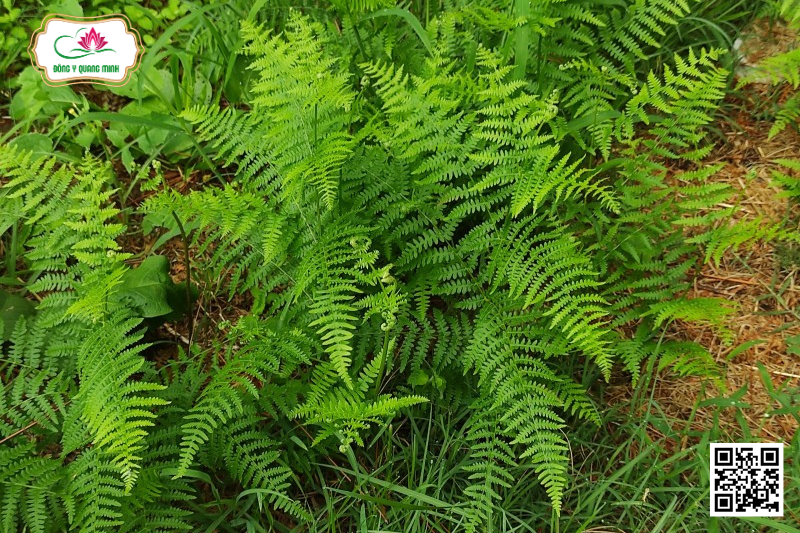 Ráng Lông - Pteridium Aquilinum (L.) Kuhn