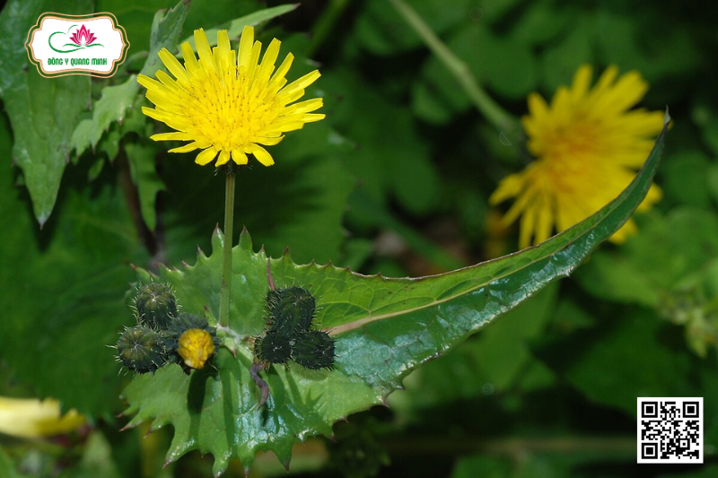 Rau Bao - Sonchus Wightianus DC