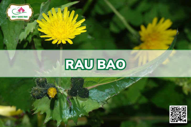 Rau Bao - Sonchus Wightianus DC