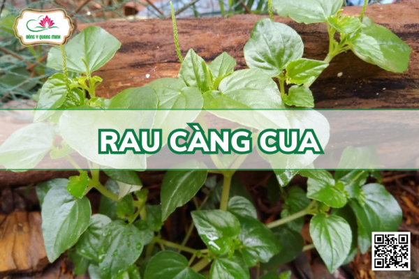 Rau Càng Cua - Peperomia Pellucida (L.) H. B. K