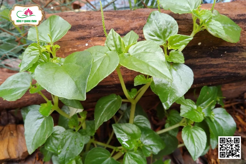 Rau Càng Cua - Peperomia Pellucida (L.) H. B. K