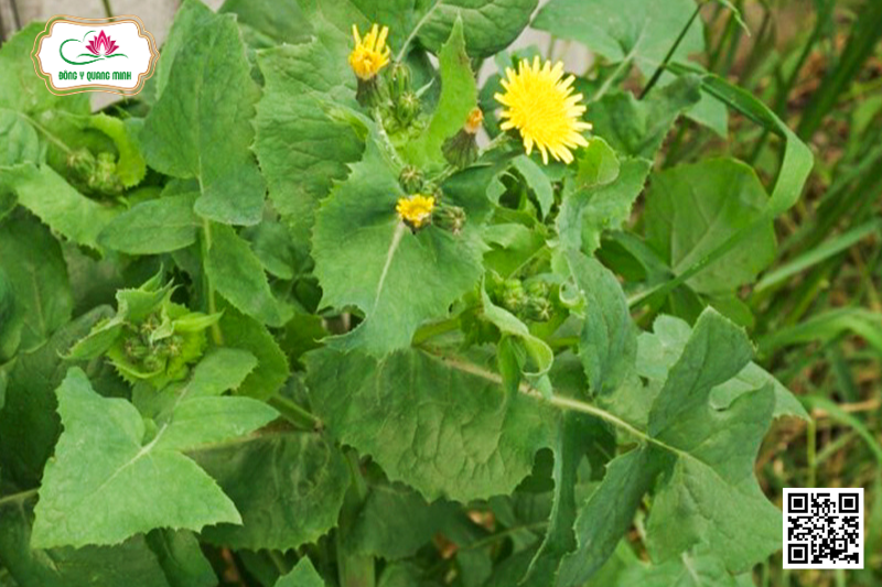 Rau Diếp Đắng - Sonchus Oleraceus L