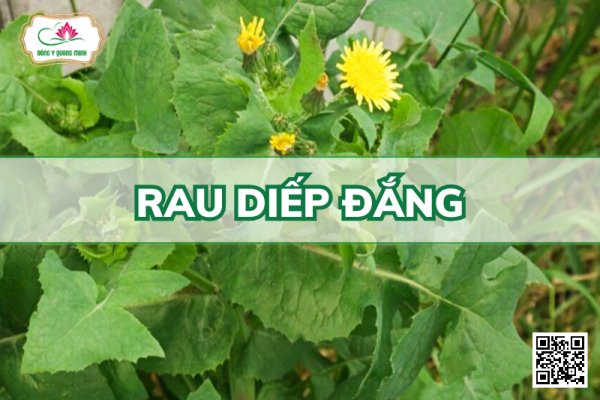 Rau Diếp Đắng - Sonchus Oleraceus L