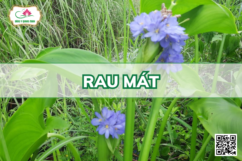 Rau Mát - Monochoria Vaginalis (Burm.F.) Presl