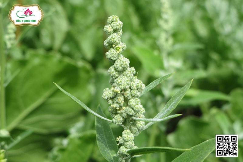 Rau Muối - Chenopodium Ficifolium Smith