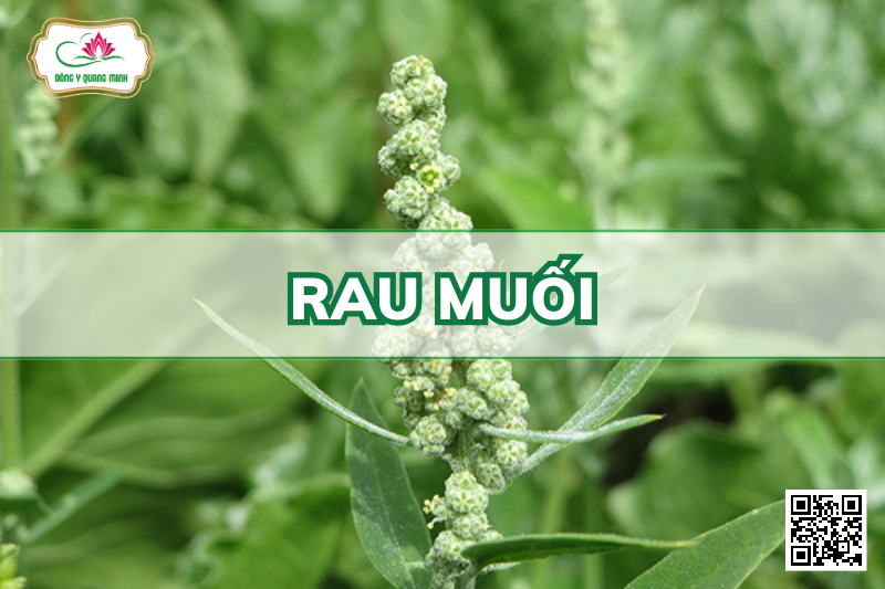 Rau Muối - Chenopodium Ficifolium Smith