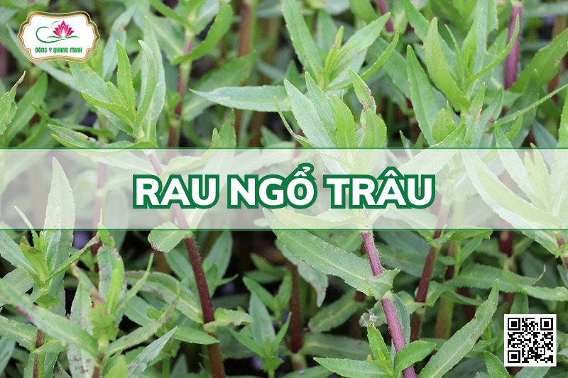 Rau Ngổ Trâu - Enhydra Fluctuans Lour