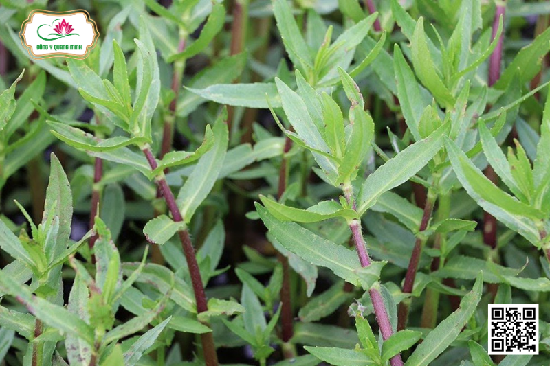 Rau Ngổ Trâu - Enhydra Fluctuans Lour