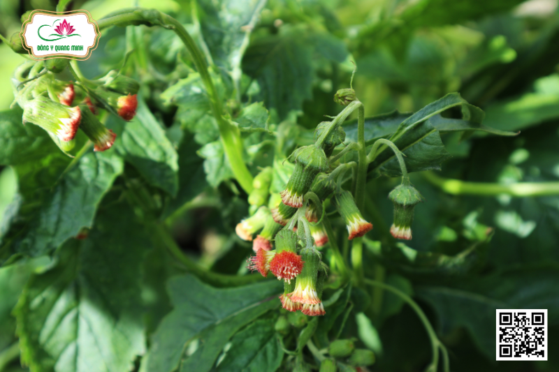 Rau Tàu Bay - Crassocephalum Crepidioides (Benth.) S. Moore