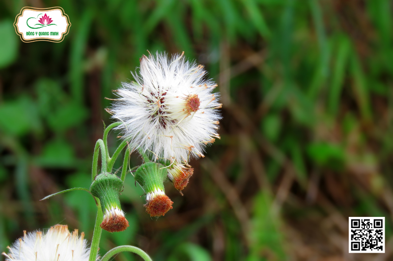 Rau Tàu Bay - Crassocephalum Crepidioides (Benth.) S. Moore