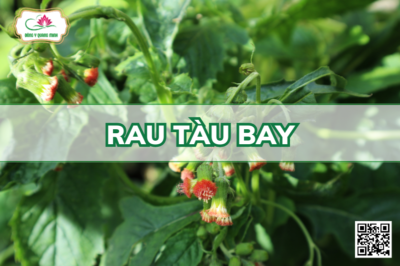 Rau Tàu Bay - Crassocephalum Crepidioides (Benth.) S. Moore