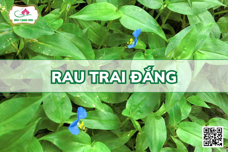 Rau Trai Đắng - Commelina Communis L