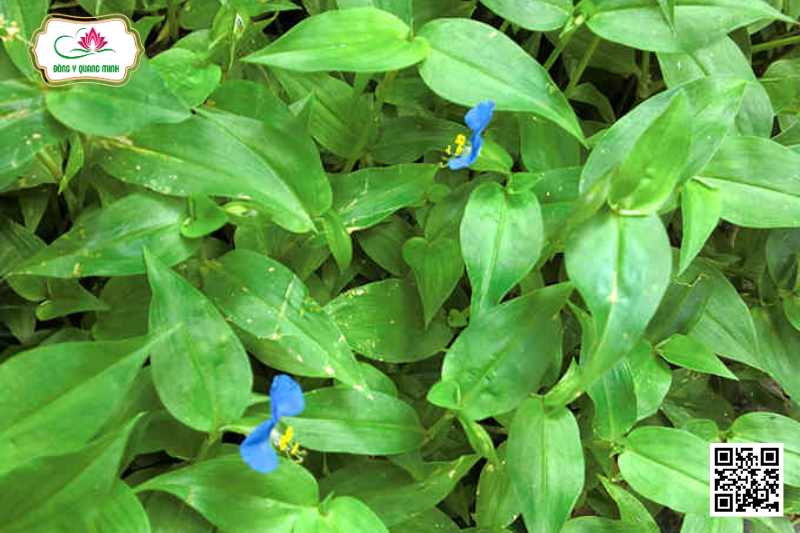 Rau Trai Đắng - Commelina Communis L