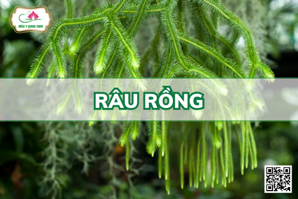 Râu Rồng - Huperzia Squarrosa (Forst.) Trevis