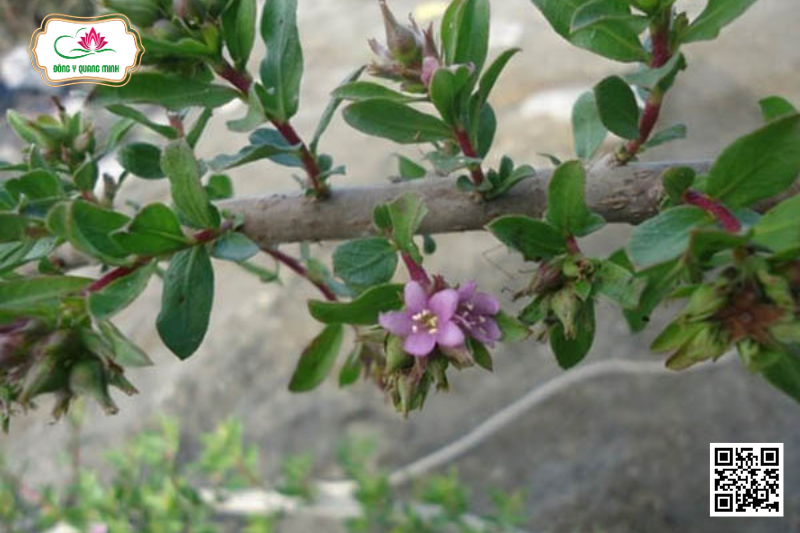 Rì Rì Cát - Rhabdia Lycioides C.B.Clarke