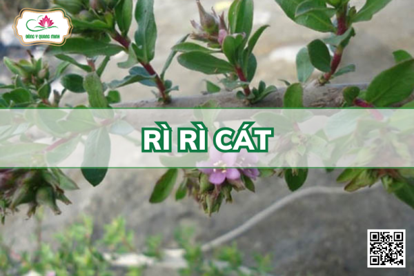 Rì Rì Cát - Rhabdia Lycioides C.B.Clarke