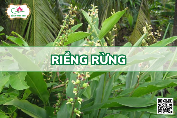 Riềng Rừng - Alpinia Conchigera Griff
