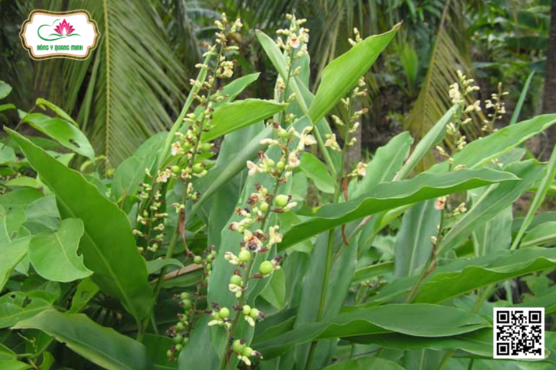Riềng Rừng - Alpinia Conchigera Griff