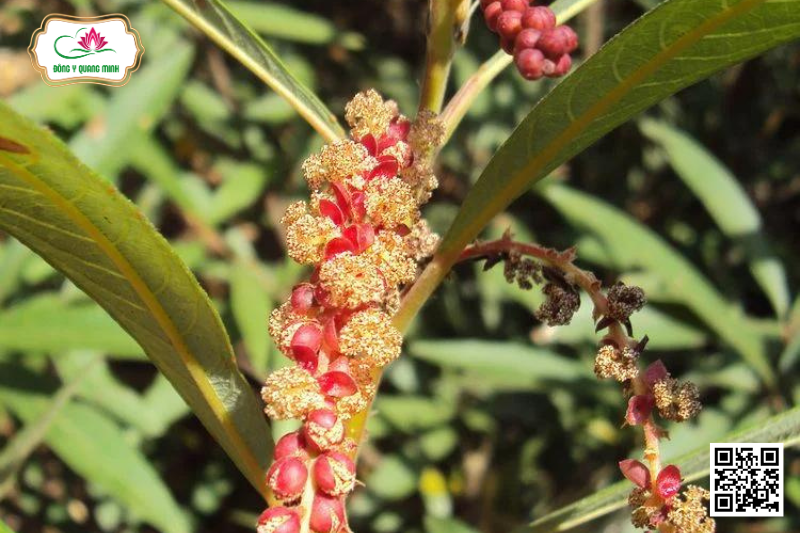 Rù Rì Sông - Homonoia Riparia Lour