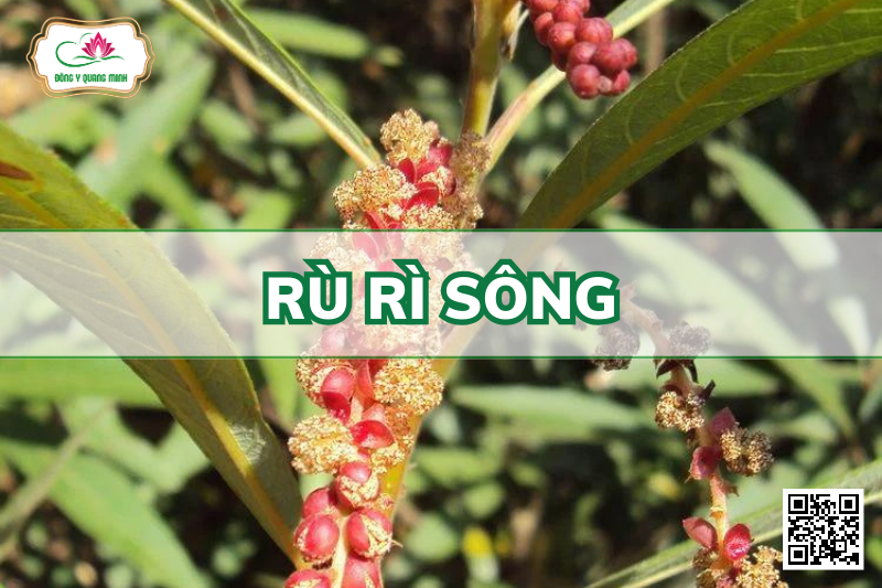 Rù Rì Sông - Homonoia Riparia Lour