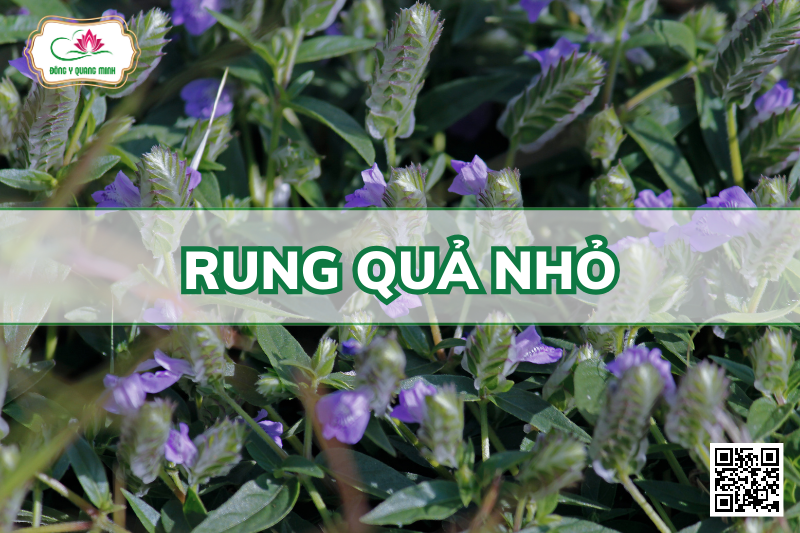 Rung Quả Nhỏ - Rungia Pectinata (L.) Nees