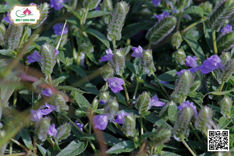 Rung Quả Nhỏ - Rungia Pectinata (L.) Nees