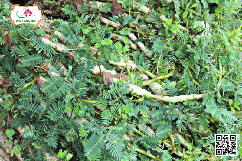 Rút Dại - Aeschynomene Indica L