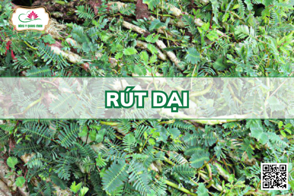 Rút Dại - Aeschynomene Indica L