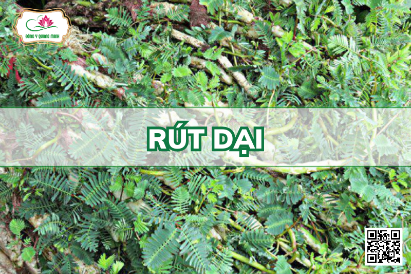 Rút Dại - Aeschynomene Indica L