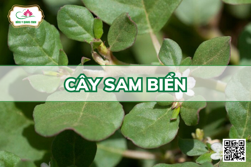 Cây Sam Biển - Trianthema Portulacastrum L