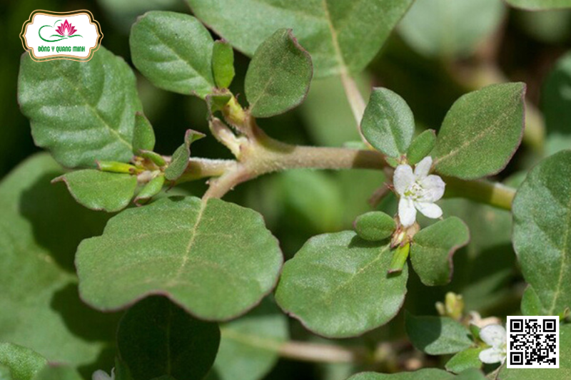Cây Sam Biển - Trianthema Portulacastrum L