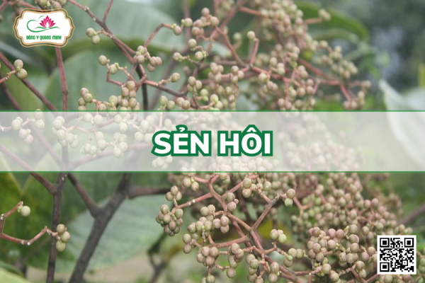 Sẻn Hôi - Zanthoxylum Rhetsa (Roxb.)DC