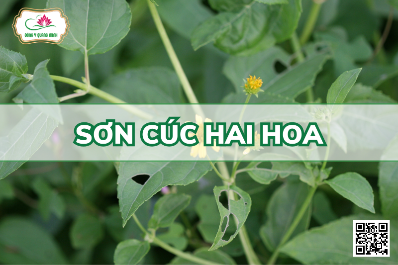 Sơn Cúc Hai Hoa - Wedelia Biflora (L.) DC. In Wight