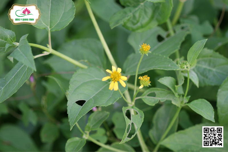 Sơn Cúc Hai Hoa - Wedelia Biflora (L.) DC. In Wight