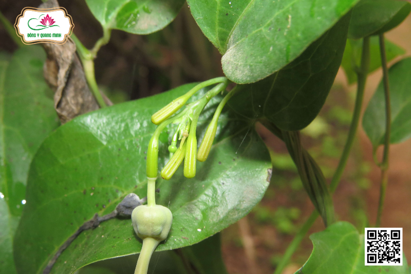 Sơn Dịch - Aristolochia Indica L