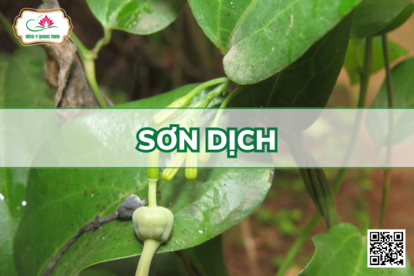 Sơn Dịch - Aristolochia Indica L