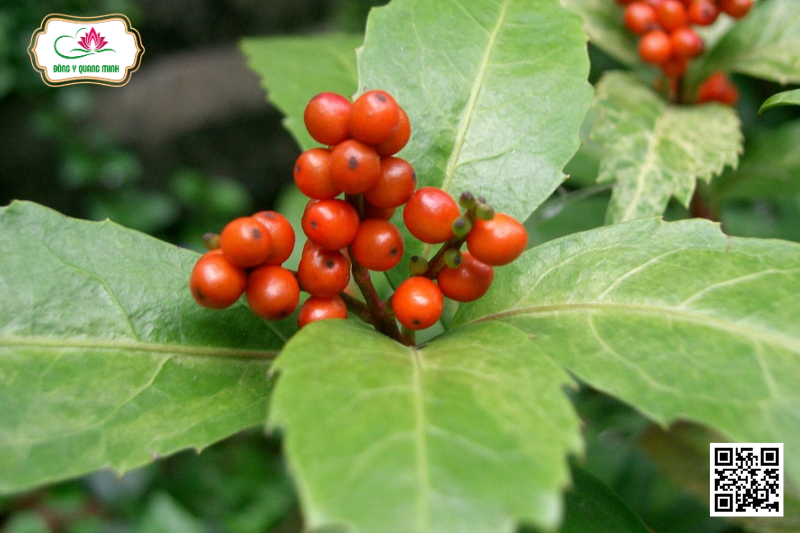 Sói Rừng - Sarcandra Glabra (Thunb.) Nakai
